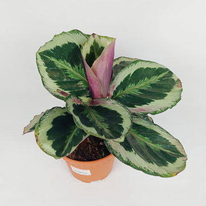 Pot Calathea P150- Mix