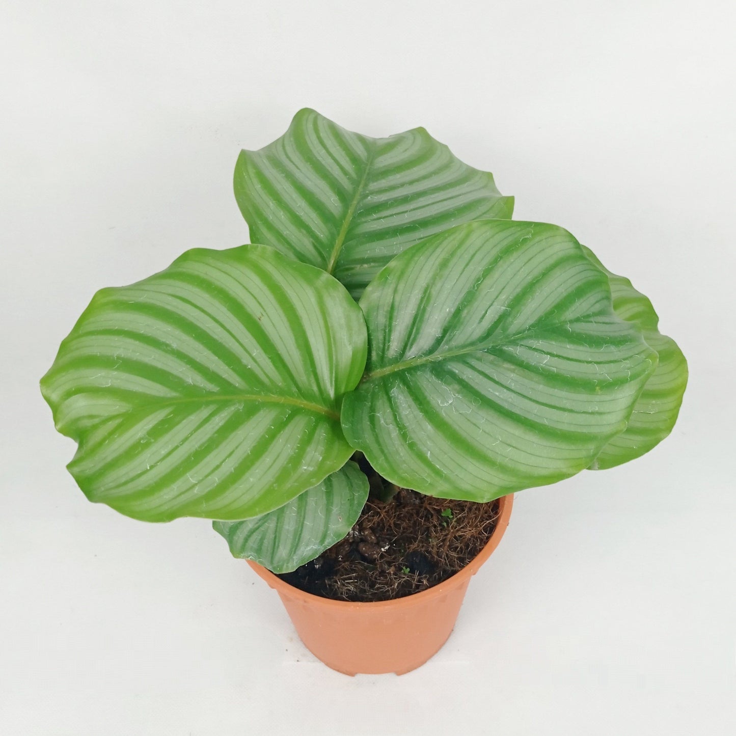 Pot Calathea P150- Mix