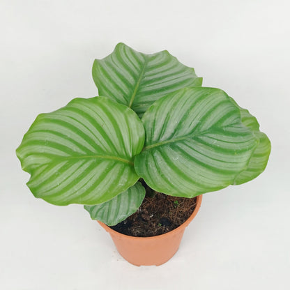 Pot Calathea P150- Mix