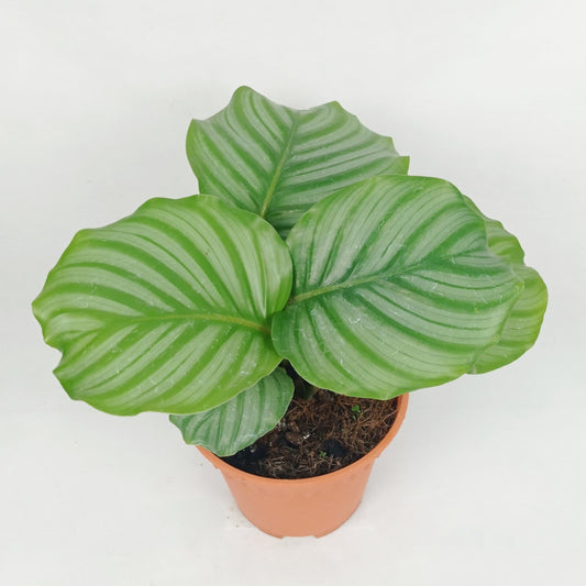 Pot Calathea P150- Mix