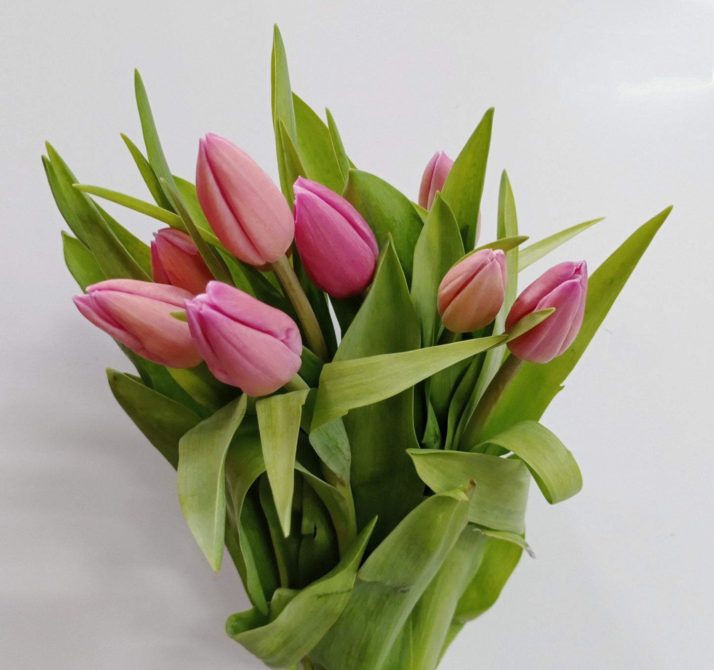 Tulip - Pink