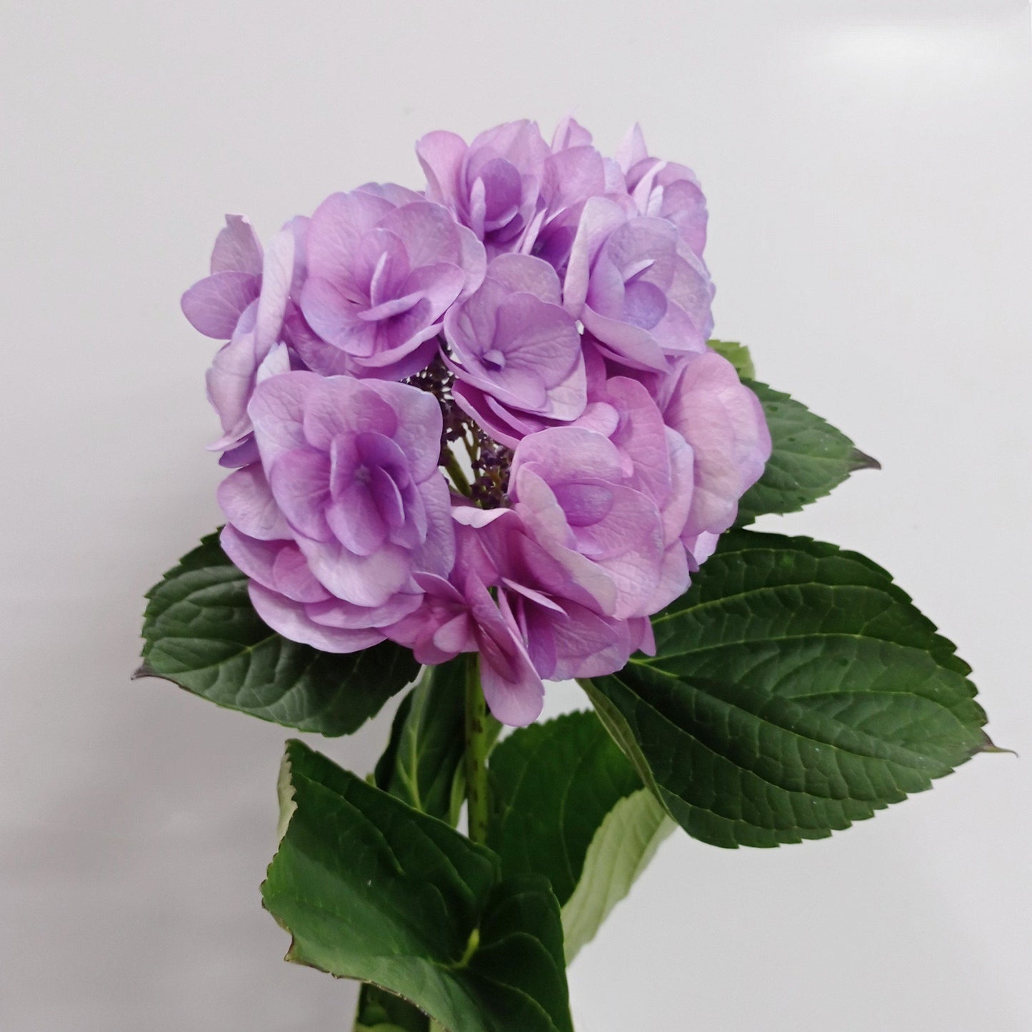 Hydrangea - Light Purple