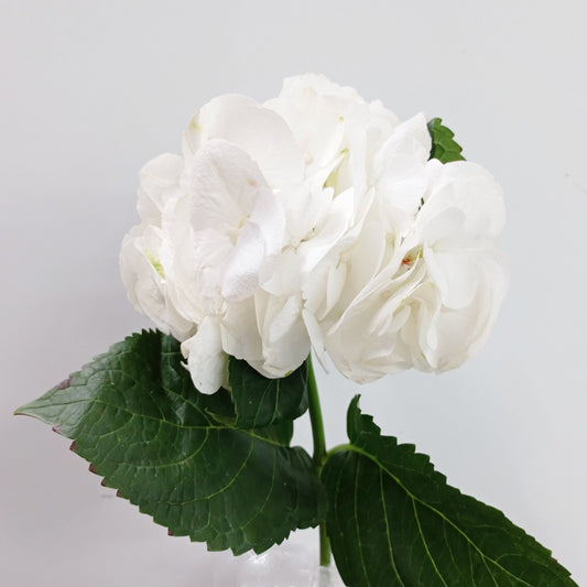 Hydrangea - White