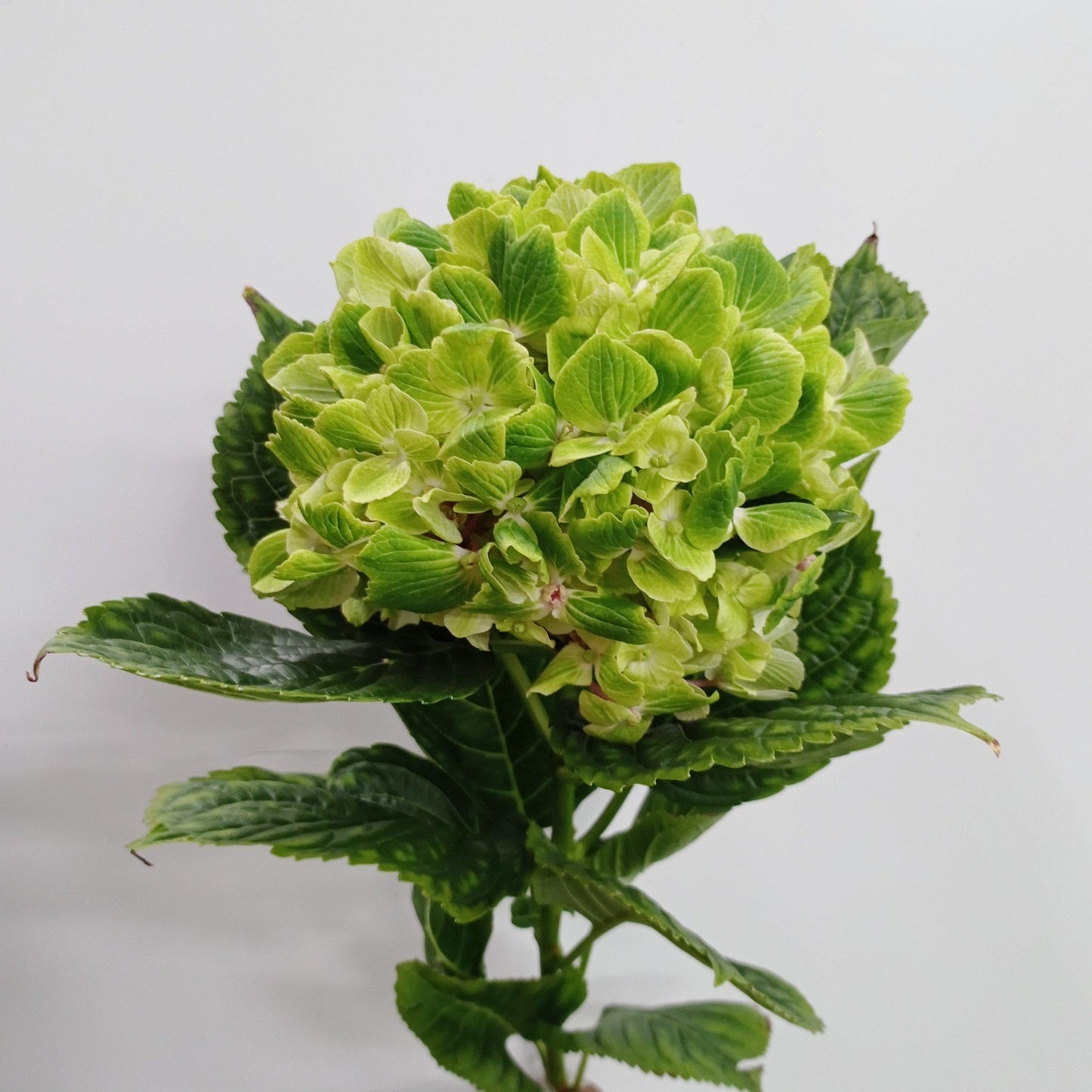 Hydrangea - Green