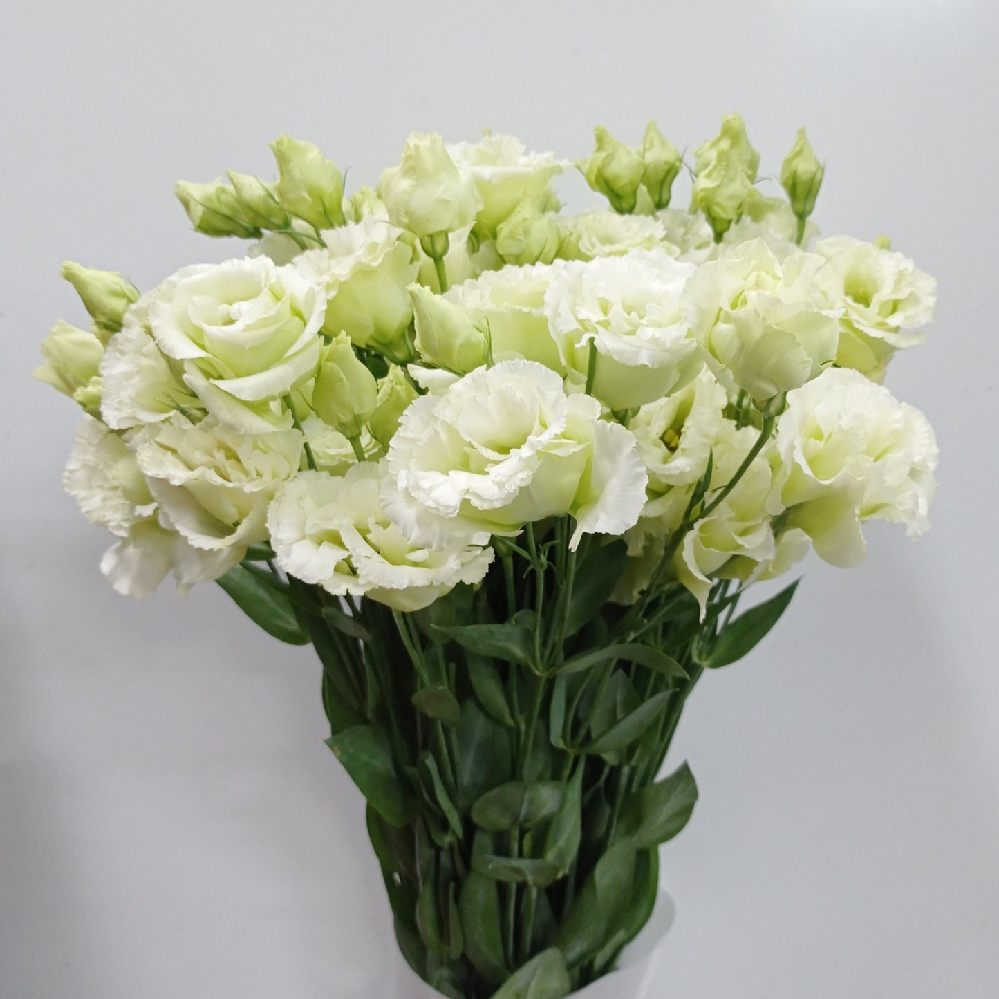 Eustoma - Green