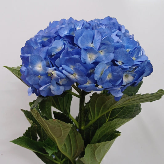 Hydrangea (Imported) - Shocking Blue