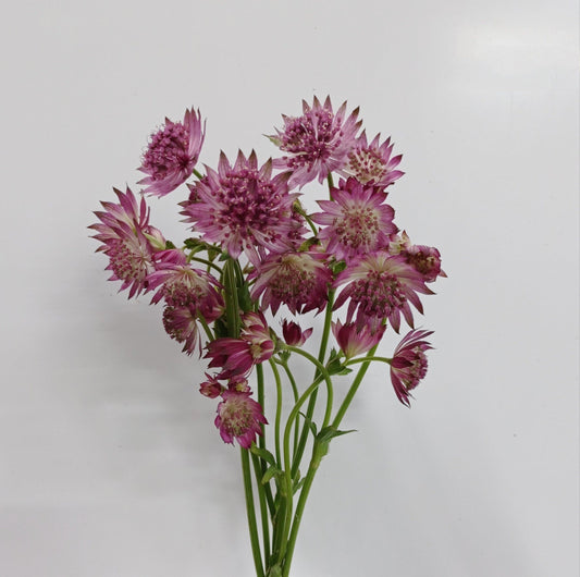 Astrantia Major Roma - Pink