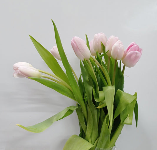 Tulip - 2 Tone White Pink