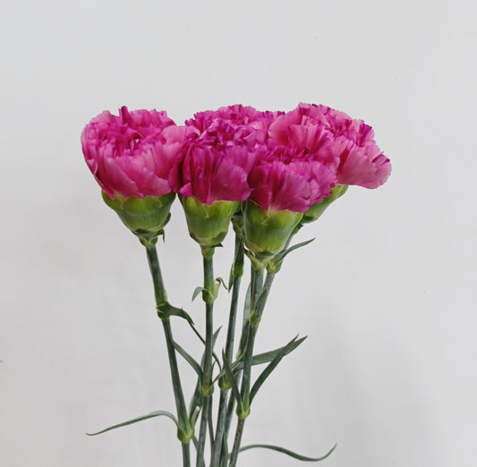 Carnation - Shocking Pink