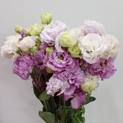 Eustoma - Mix