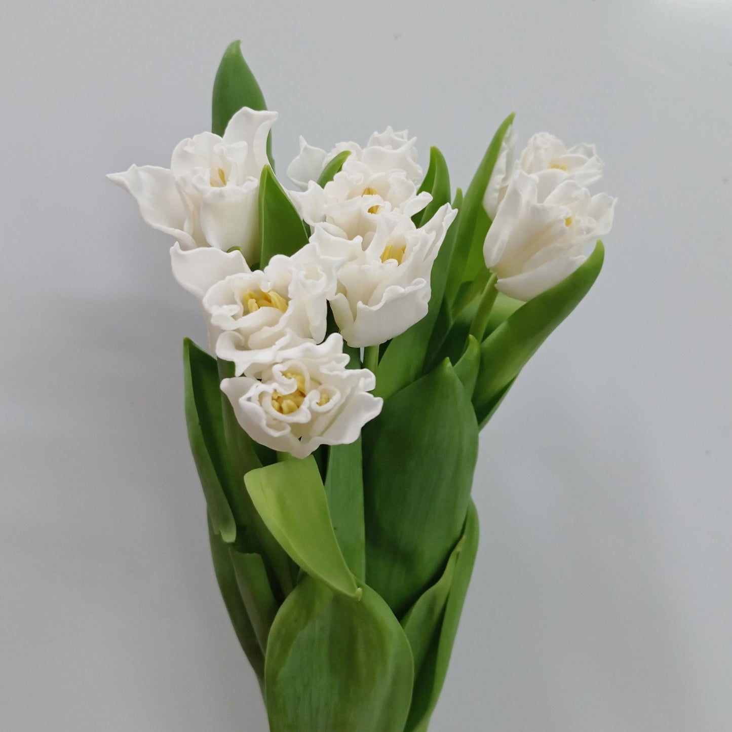 Tulip Double - White