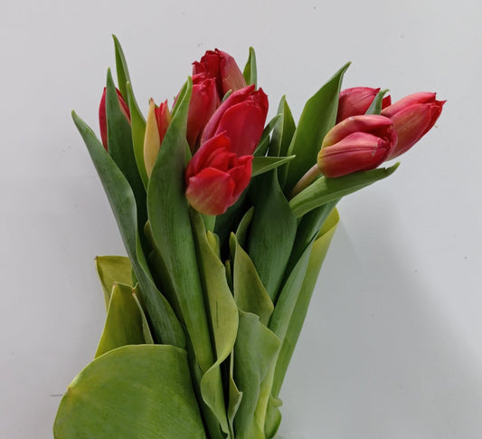 Tulip - Red