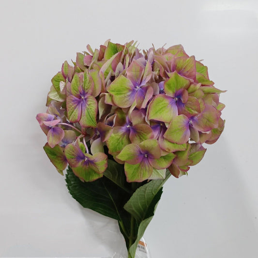 Hydrangea - 2 Tone Green Purple