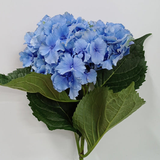 Hydrangea  - Blue