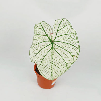 Pot Caladium - Mix