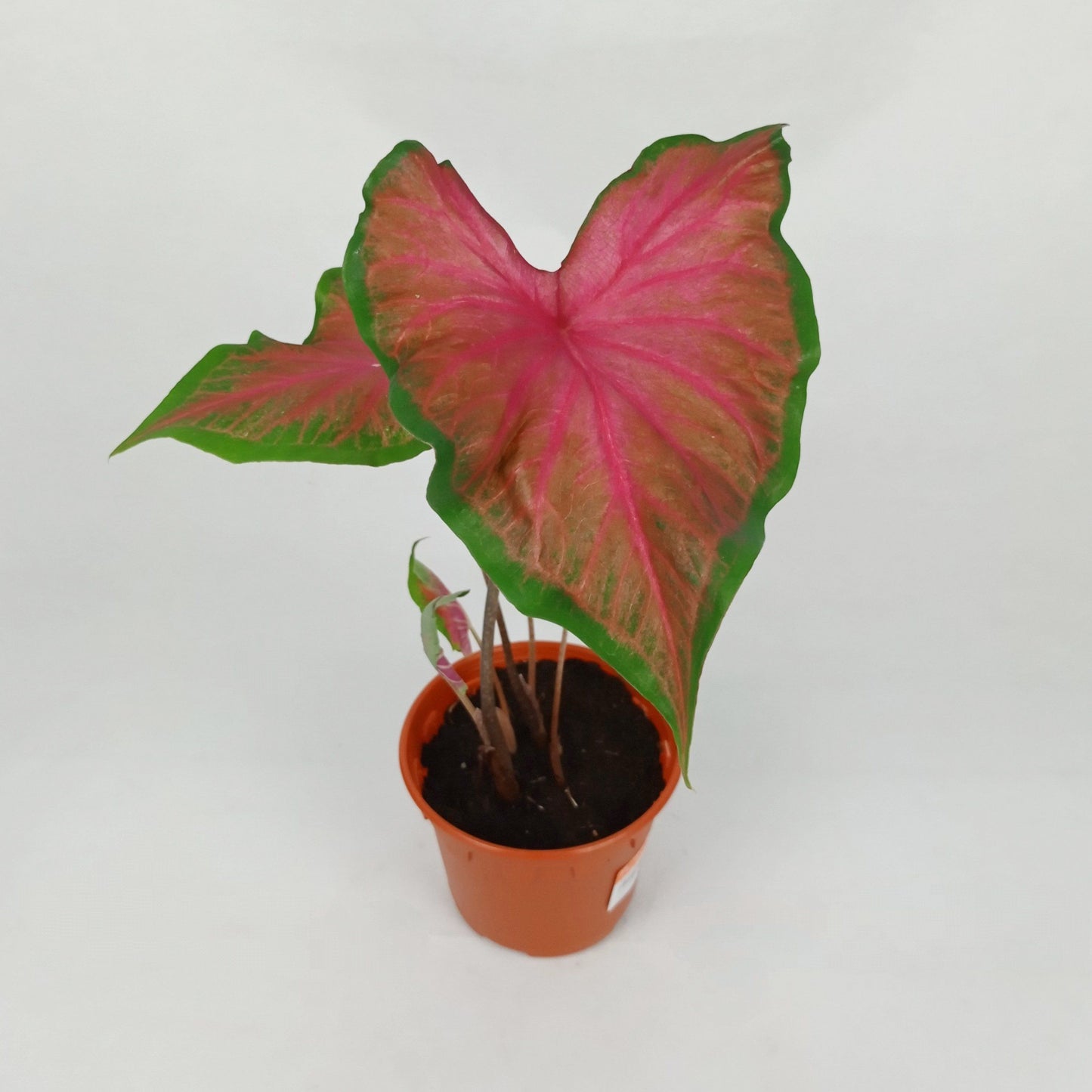 Pot Caladium - Mix