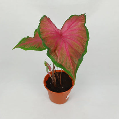 Pot Caladium - Mix