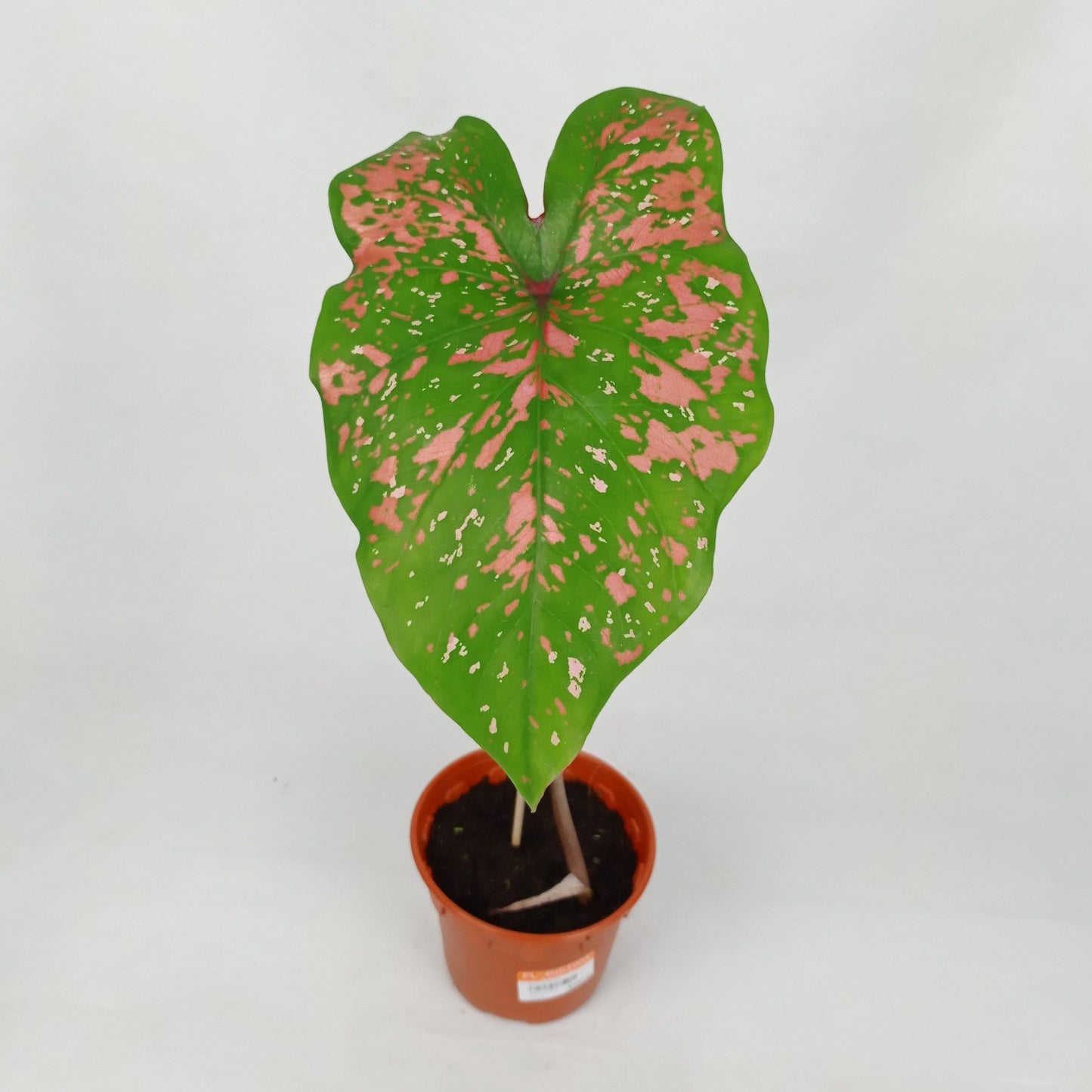 Pot Caladium - Mix