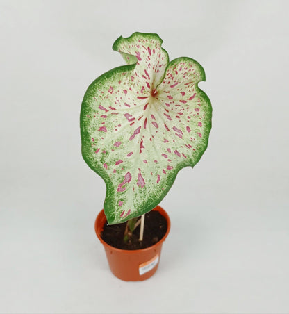 Pot Caladium - Mix