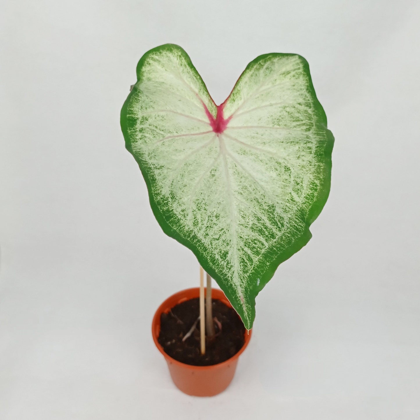 Pot Caladium - Mix