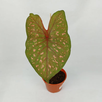 Pot Caladium - Mix