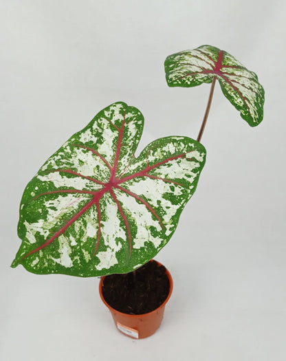 Pot Caladium - Mix