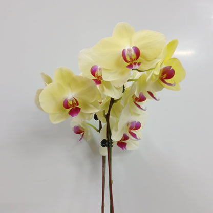 Pot Phalaenopsis Twin Stem A  - Mix *Without Pot*