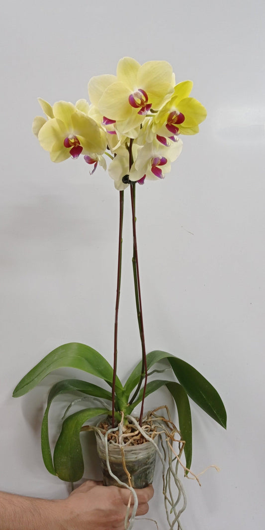 Pot Phalaenopsis Twin Stem A  - Mix *Without Pot*