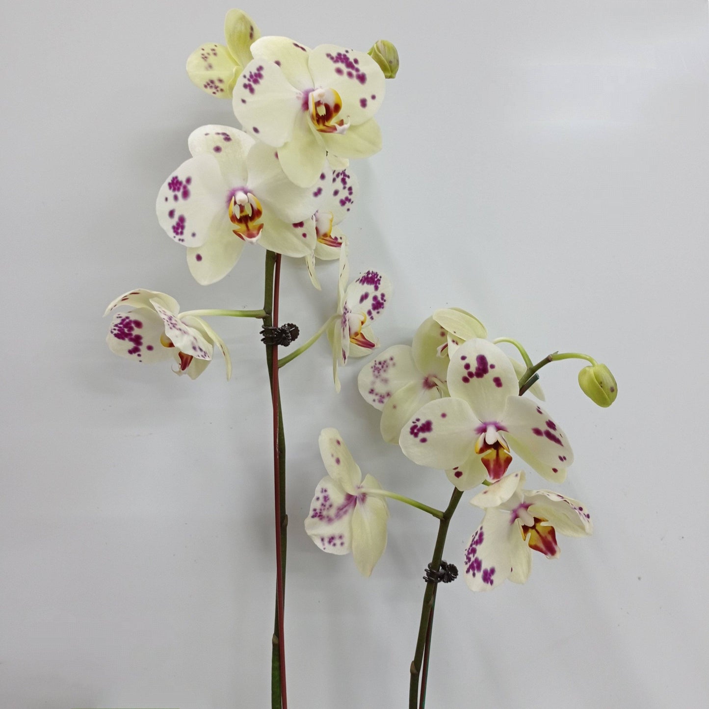 Pot Phalaenopsis Twin Stem A  - Mix *Without Pot*