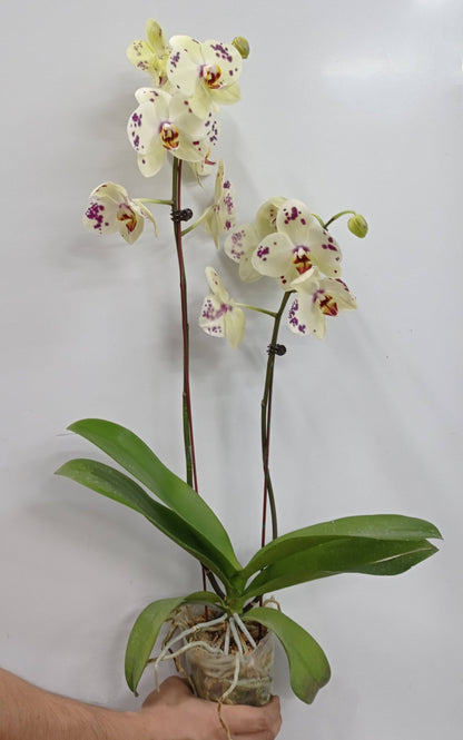 Pot Phalaenopsis Twin Stem A  - Mix *Without Pot*