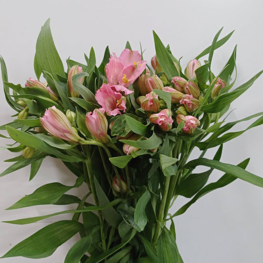 Alstroemeria - Light Pink