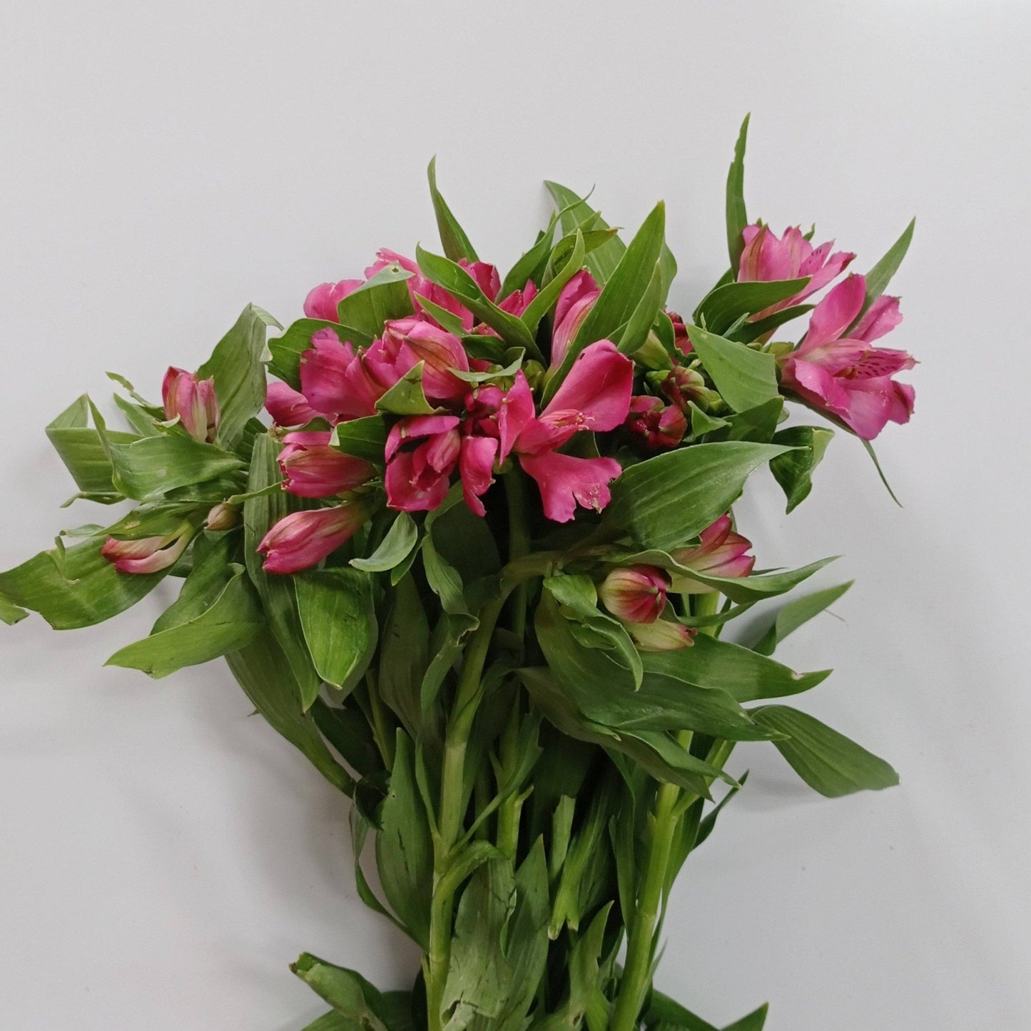 Alstroemeria - Pink