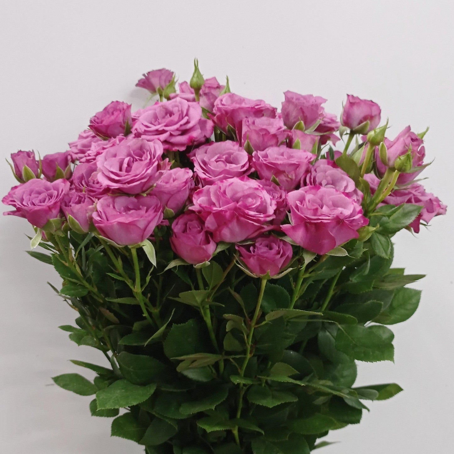 Fully Bloom Rose Spray - Mix [Clearance Stock]