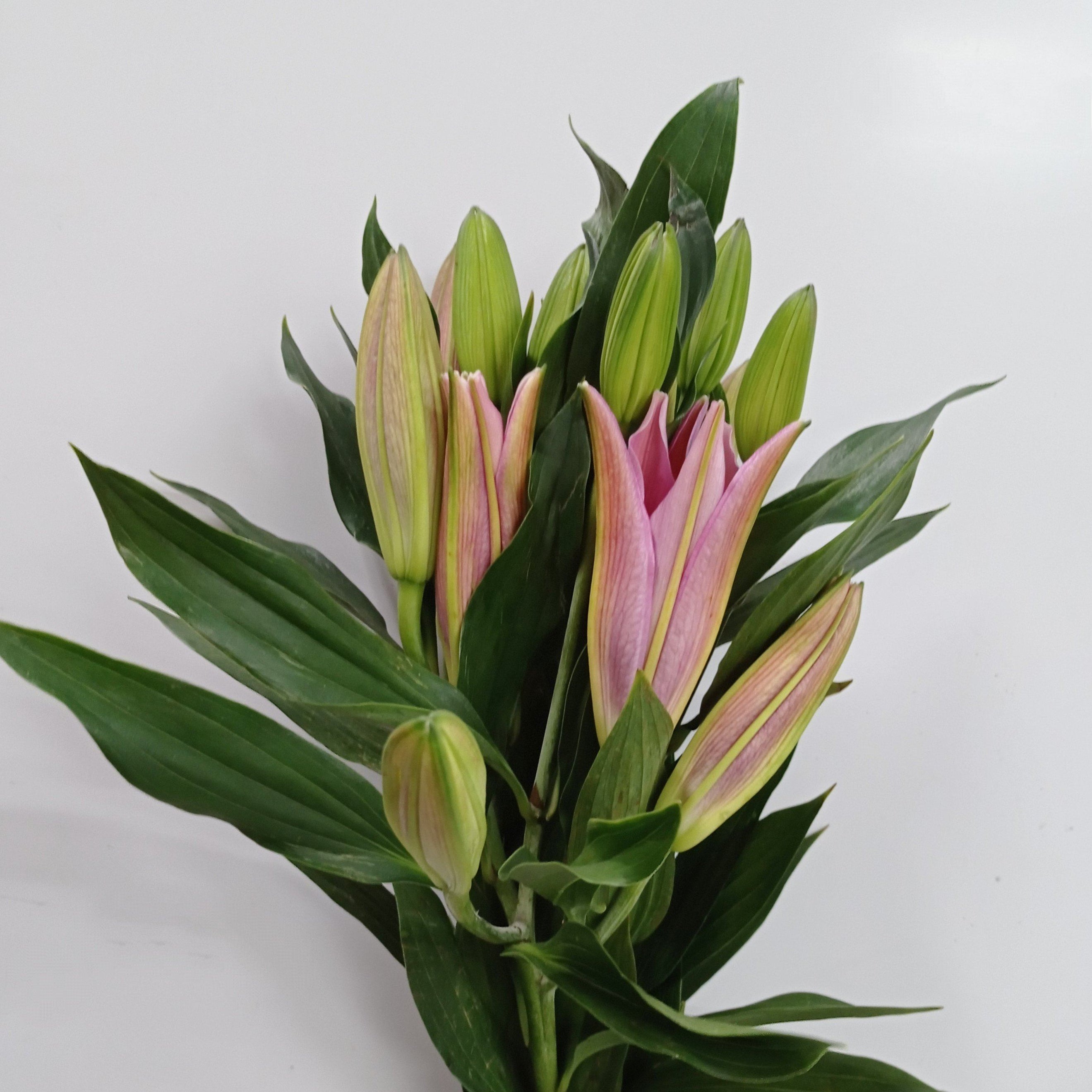 Lily Viviana 3+ (Imported) - Dark Pink | Floristika.com.my