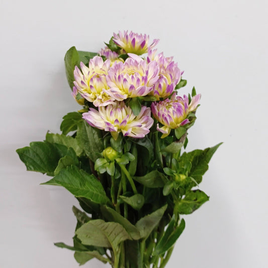 Dahlia  - 2 Tone Light Purple