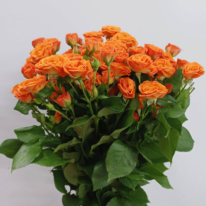 Spray Rose - Orange