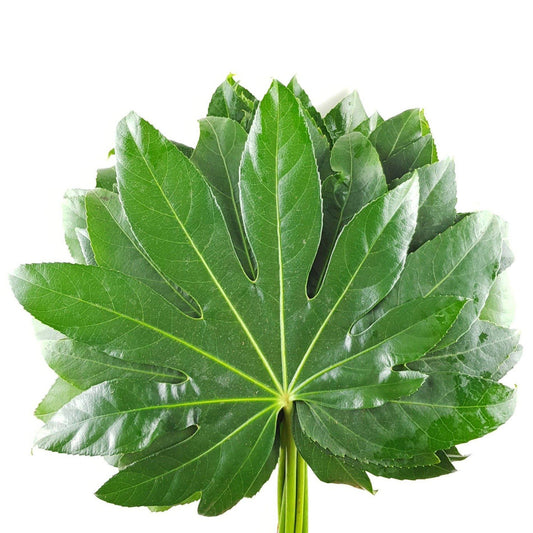 Fatsia Leaf