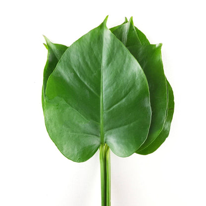 Monstera Leaf