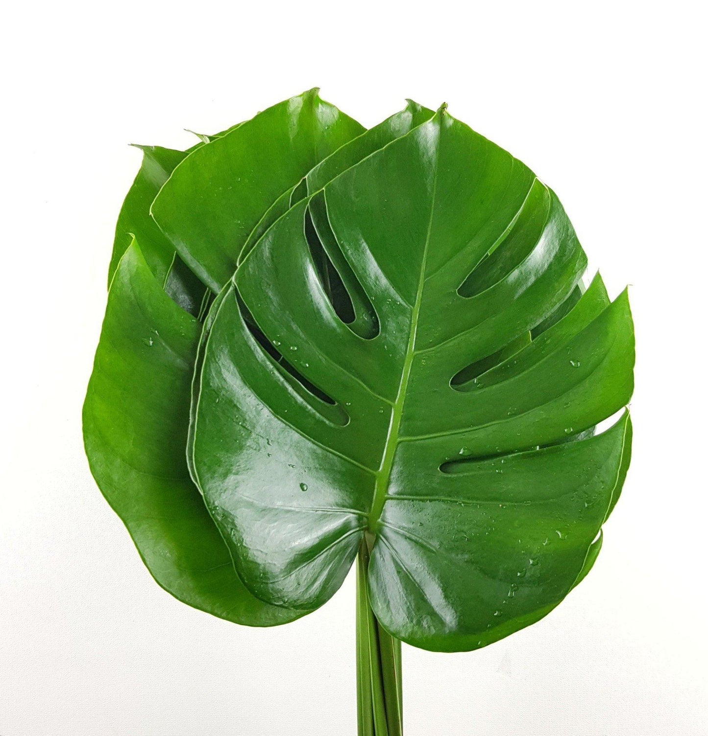 Monstera Leaf