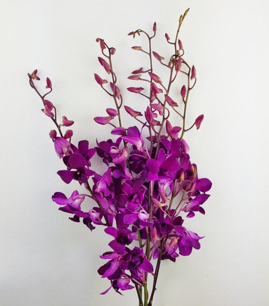 Orchid - Dark Purple