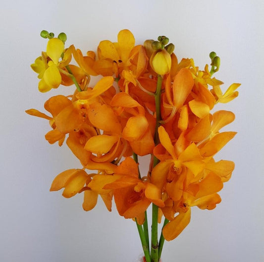 Orchid - Gold