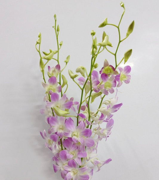 Orchid - Light Purple