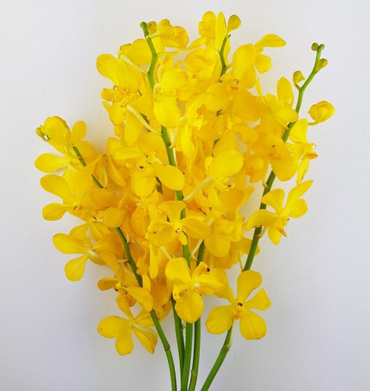 Orchid - Yellow