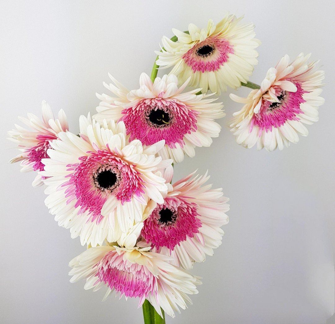 Gerbera - 2 Tone White Pink