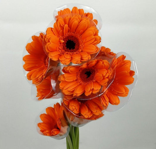 Gerbera - Bright Orange