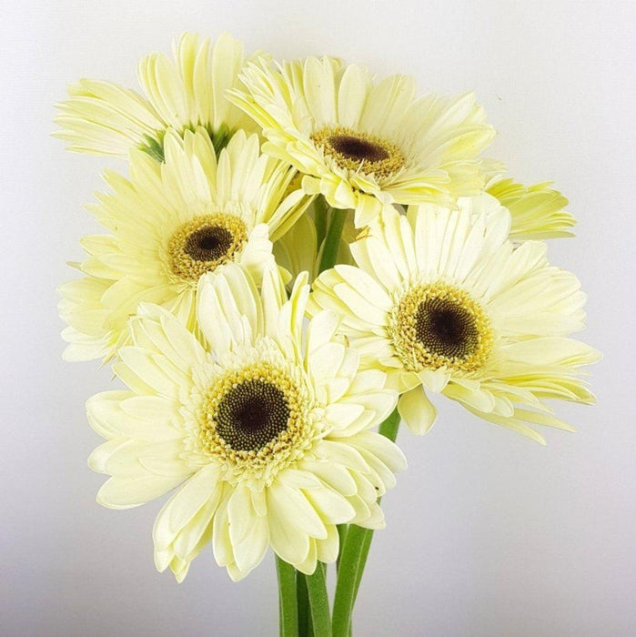 Gerbera (Local) - Cream