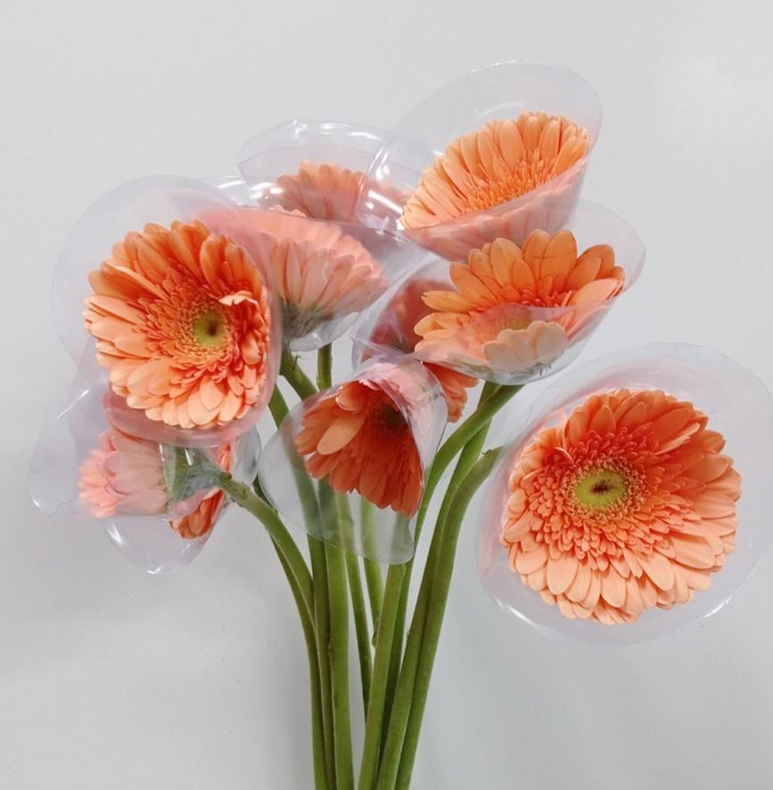 Gerbera - Light Orange