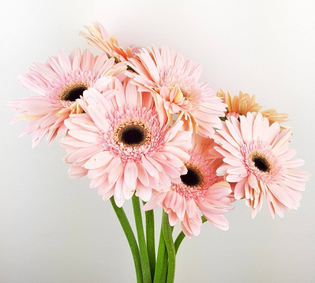 Gerbera - Magnum Pink