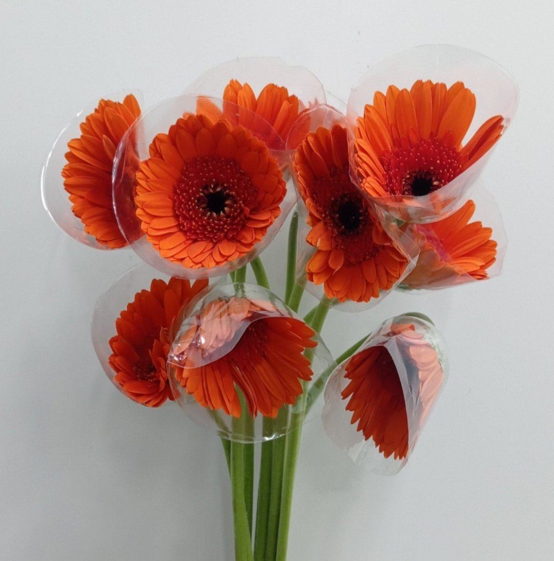 Gerbera - Orange