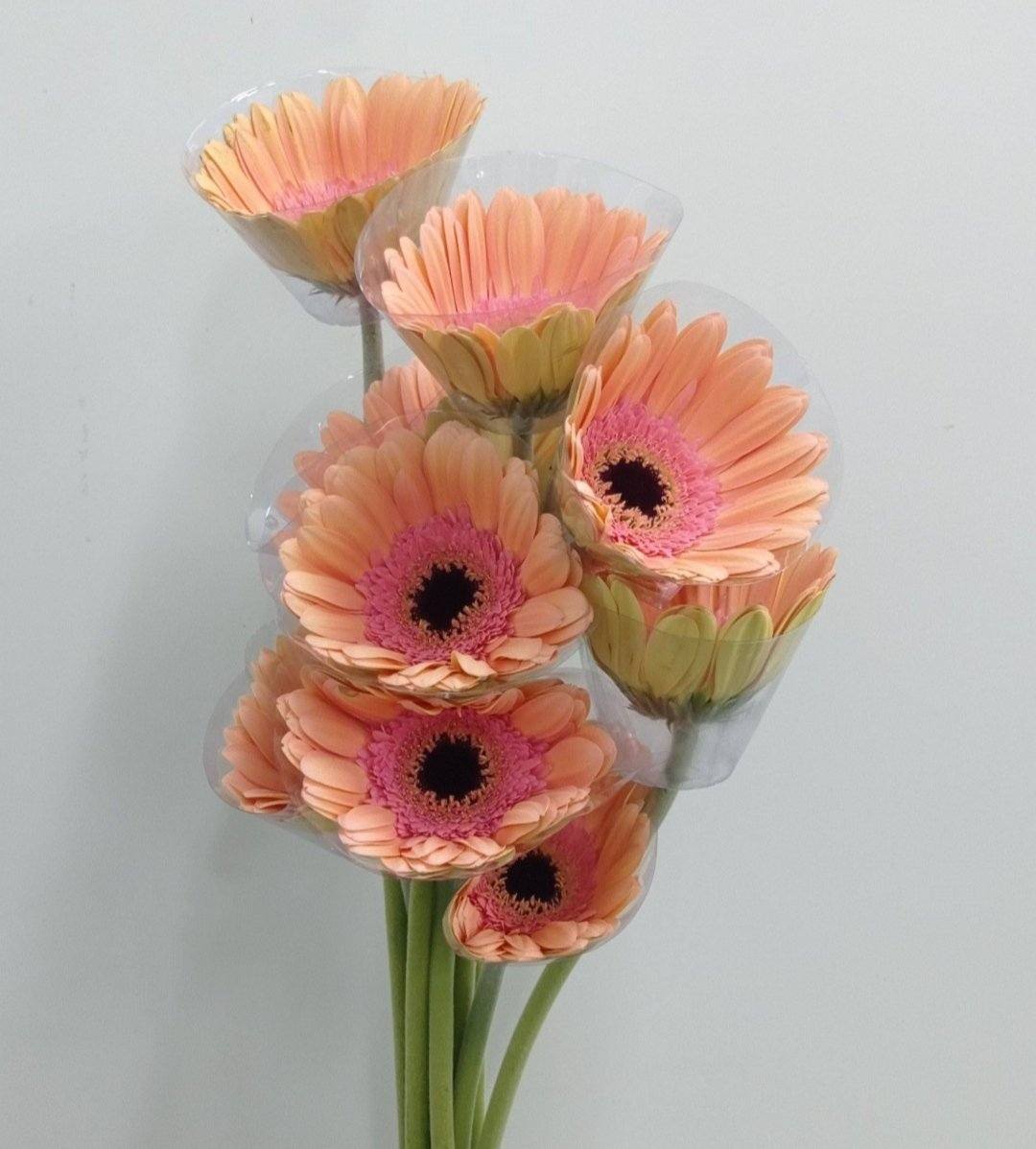 Gerbera - Peach